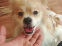 1 yaşında spitz