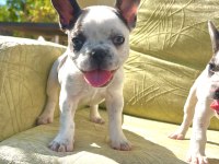 Yeşil gözlü blue pied french bulldog bebeklerim