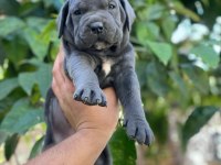 A Kalite Cane Corso Yavrular