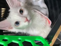 British longhair
