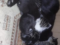 Yeni doğum yapmış tekir kedisi (acil yuva arıyor)