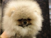 Teacup Mini Sıfır Burun Pomeranian Boo