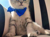 Son British Longhair Bebeklerim Ailesini Arıyor