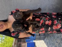 Çikolata labrador yavrularım