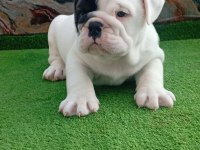 TOMBİŞ FRENCH BULLDOG BEBEKLER