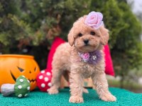 Güzel Yüzlü Bol Tüylü Antialerjik Maltipoo Bebekler