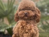 ÖZEL T-CUP DİŞİ POODLE TEDDY FACE / 1,5 KG