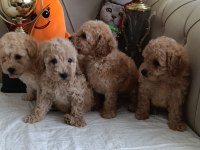 Toy Poodle ev bebekleri