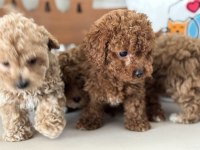 Ankaranın  en seçkin maltipoo yavruları