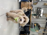 Poodle ayarında maltipoo