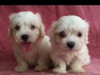 Rezerveye Açık Maltese Terrier Yavrularımız