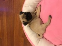 Pink Taşıyıcı Pug Yavrumuz