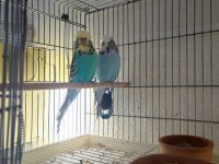VASIFLI SHOW JUMBO MUHABBET KUŞU TAKIMLAR
