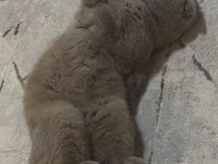 Ömürlük Yuvasını Arayan Sevgi Yumağı Kedimiz