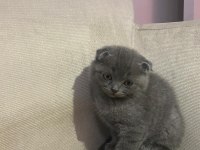 2 erkek kardeş scottish fold