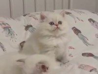 Safkan British Longhair Mavi Göz Erkek
