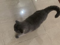 British shorthair 1,5 yaşında