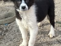 Ruhsatlı Eğitim Merkezinden Border Collie Yavrular