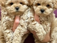F2 MALTİPOO YAVRULARI