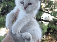 Şampiyon atalardan scottish fold yavrular