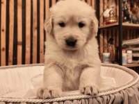 GOLDEN RETRİEVER KÖPEĞİMİZ