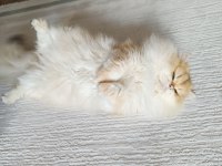 Erkek british longhair 14 aylık