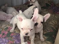 2 aylık aşılı french bulldog yavrular