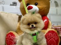 Pomeranian boo ayıcık bebekler