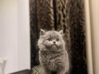 AYI SURAT BRITISH LONGHAIR YAVRULARIM 
