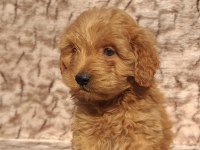 Maltipoo çikolatalı gofretler ruhsatlı çiftlik