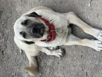 Dev Anadolu Çoban Köpeği
