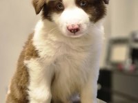 Showline border collie yavrumuz