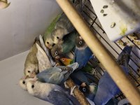Birbirinden güzel yavru bebek sevdalar ve cennetler