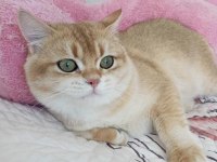 Sahiplendirilmeye hazır scottish fold kedimiz