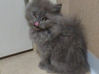 British scottish fold