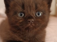 British shorthair tabby