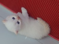 Mavi boncuklarım british shorthair
