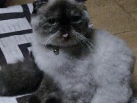 Beyaz Mavi Göz Scottish Fold