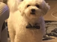 11 aylık köpeğimiz Lucky