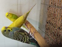 RENGARENK YAVRU MUHABBET KUŞLAR