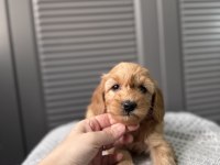 Küçük Maltipoo