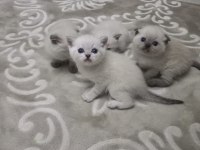 1 Aylık british shorthair bebekler