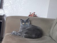 Sahiplendirme mama ile british shorthair