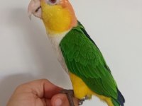 1 yaşında el besleme büyütülmüş caique