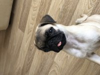 Türünün en hareketlisi pug köpeğimiz