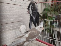 2 aylık sultan papağanı yavrusu
