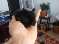 Cüce Tavşan (nedherland dwarf)