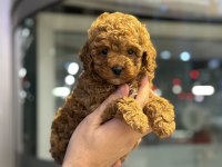 Bebek Orijinal Poodlelar