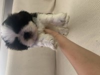 Shih tzu yavrular
