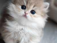 Pofuduk Ay Golden British Longhair